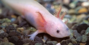 Axolotl