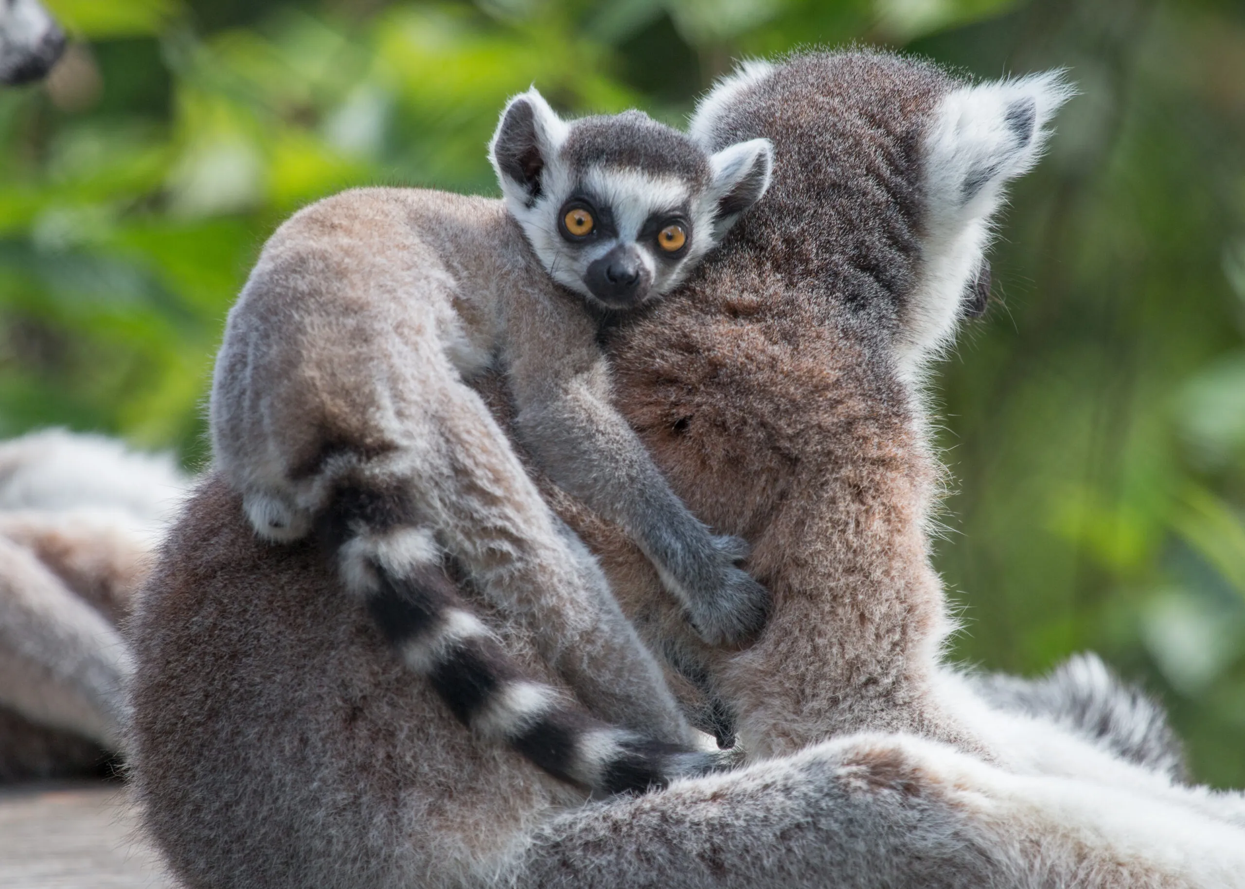 baby lemur riding mom's back