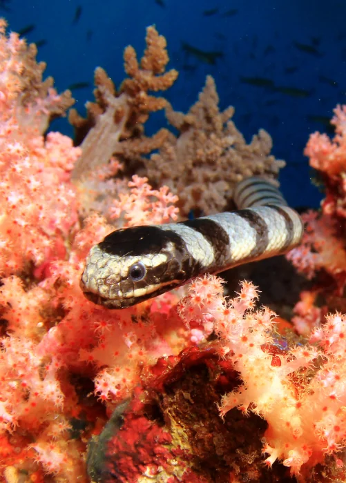 Banded Sea Snake in coral