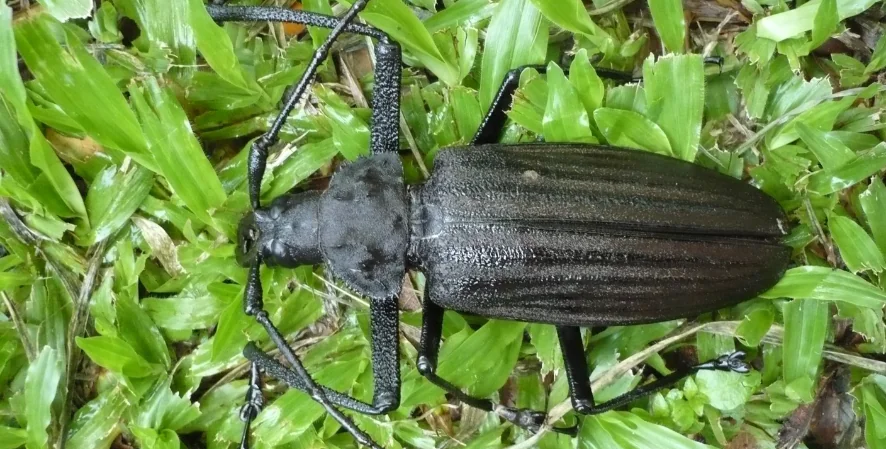 black beetle