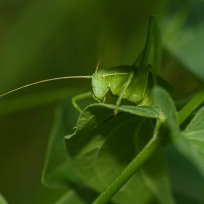 Green Plump Bush-Cricket