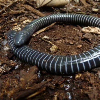 blue ringed caecilian near extinct