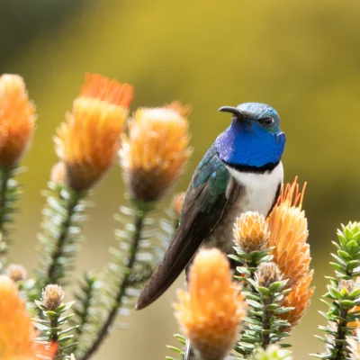 Blue-Throated Hillstar, bird on shrub