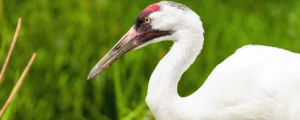 whooping crane