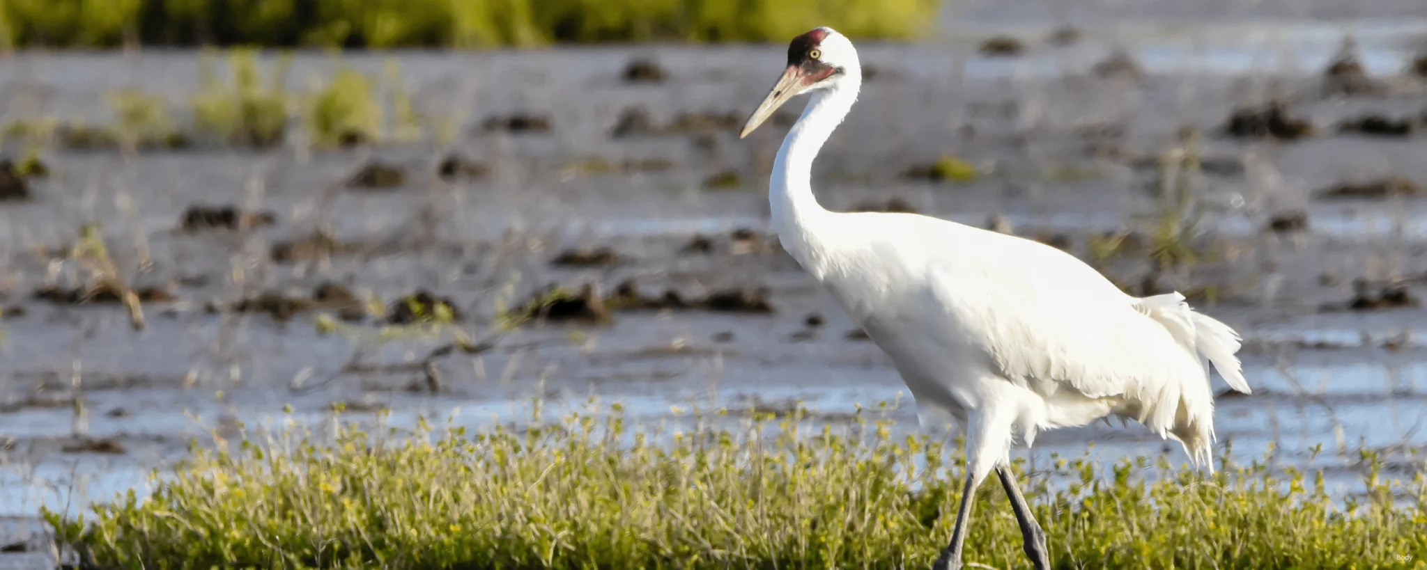 whooping crane walking in marsh