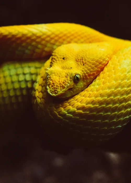 Yellow Eyelash Viper