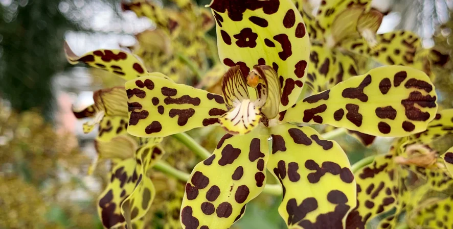 tiger orchid
