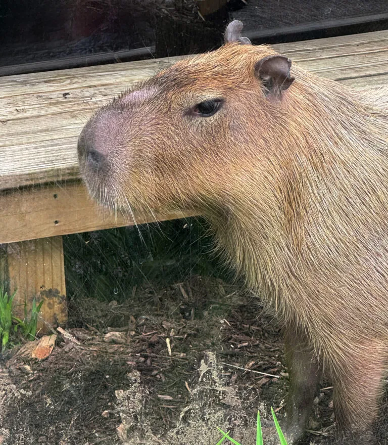 Capybara
