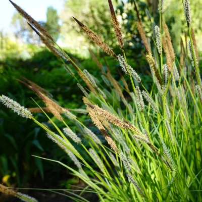 Carex stricta, tussock sedge grassy plant that grows near water