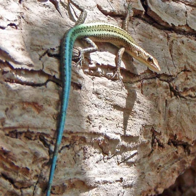 Christmas Island Blue-Tailed Skink