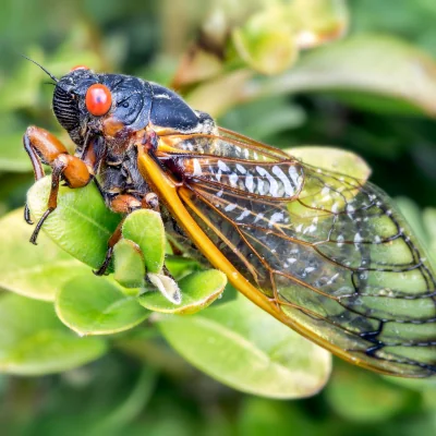 cicada on leaf