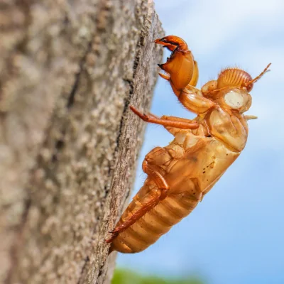 empty cicada shell