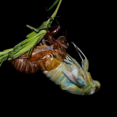 cicada emerging from shell