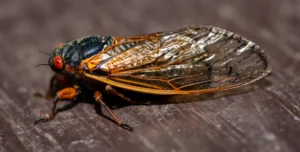 cicada with wings