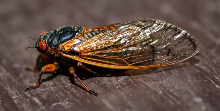 cicada with wings