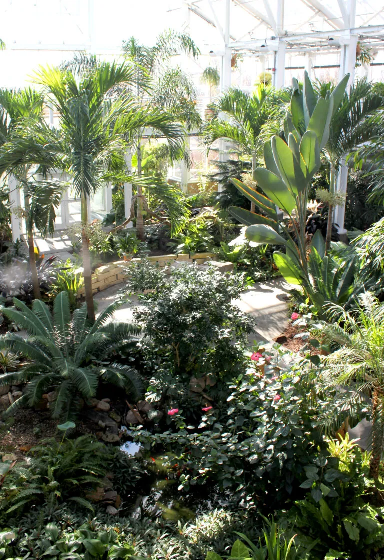Tropical plants in conservatory