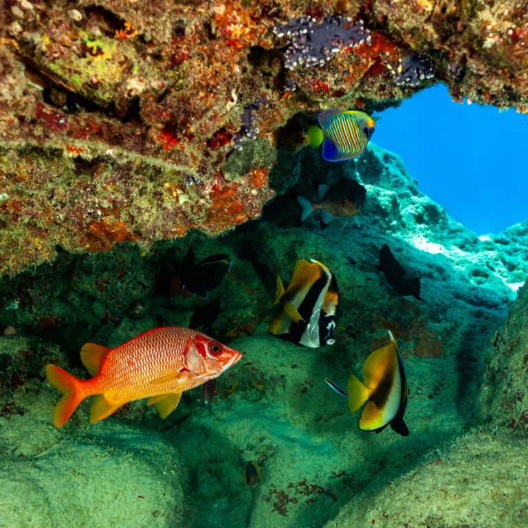 coral reef fish, global center for species survival