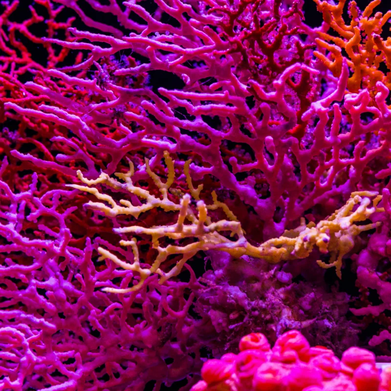 pink coral at risk of extinction