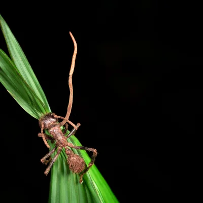Cordyceps fungi on ant