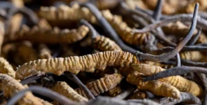 cordyceps on caterpillars