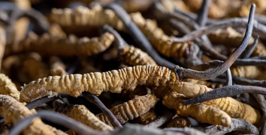 cordyceps on caterpillars