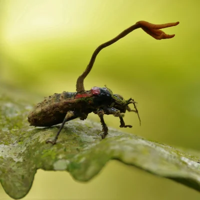 Cordyceps fungi beetle