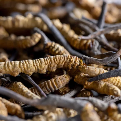 cordyceps caterpillar, fungi conservation