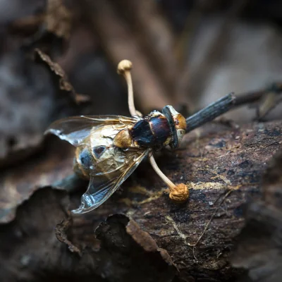 Cordyceps fungi taking over fly