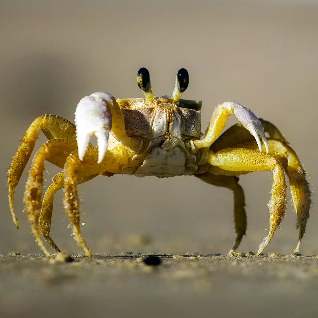 crab on beach at risk for extinction