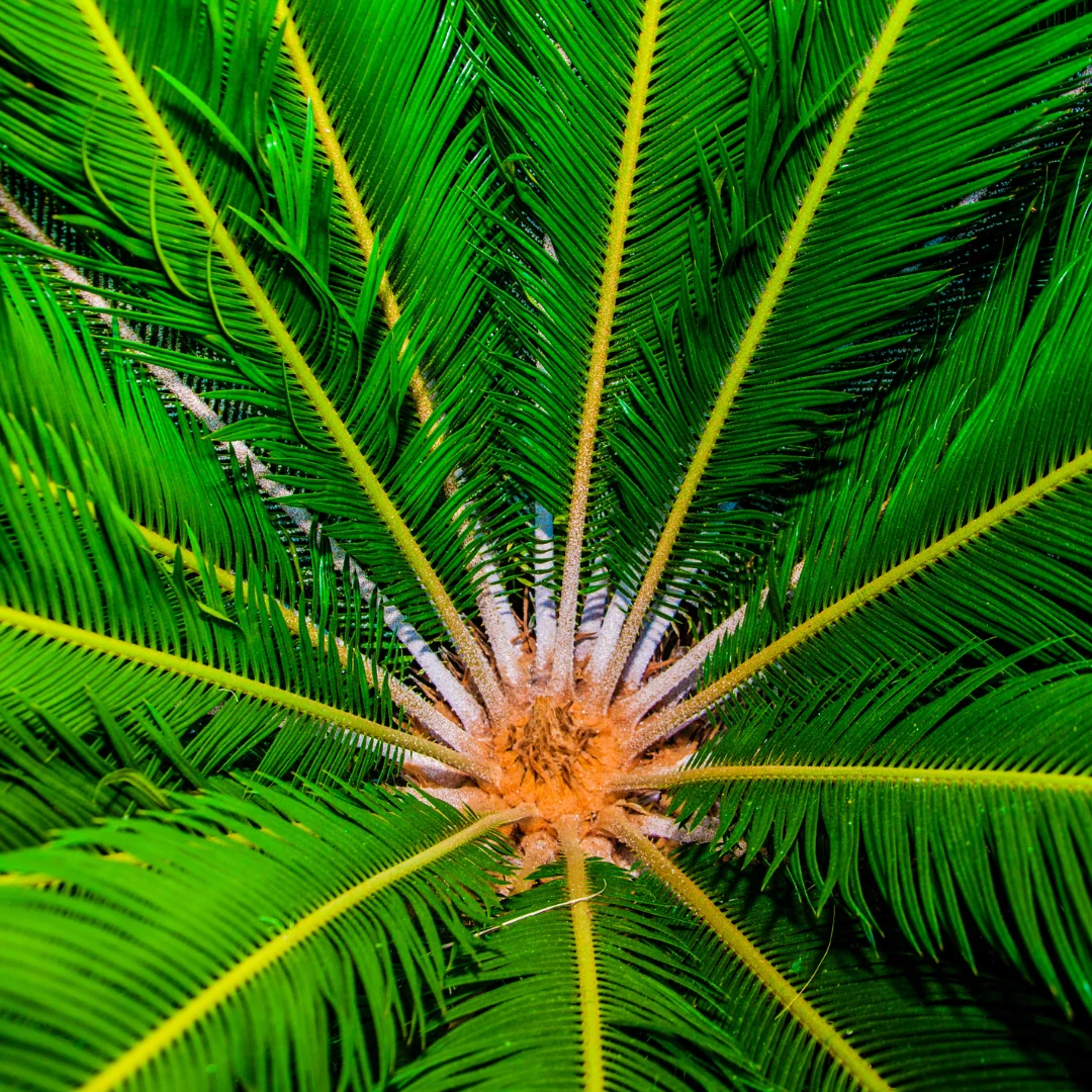 cycad at risk of extinction