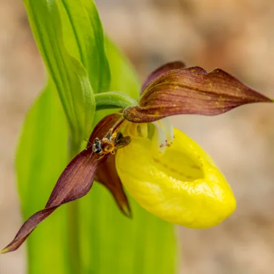 Cypripedium parviflorum, yellow lady's slipper plant with yellow center that looks like a slipper