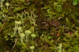 Trapdoor Spider, brown spider crawling through plants