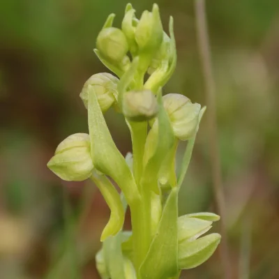 Dactylorhiza viridis, frog orchid plant