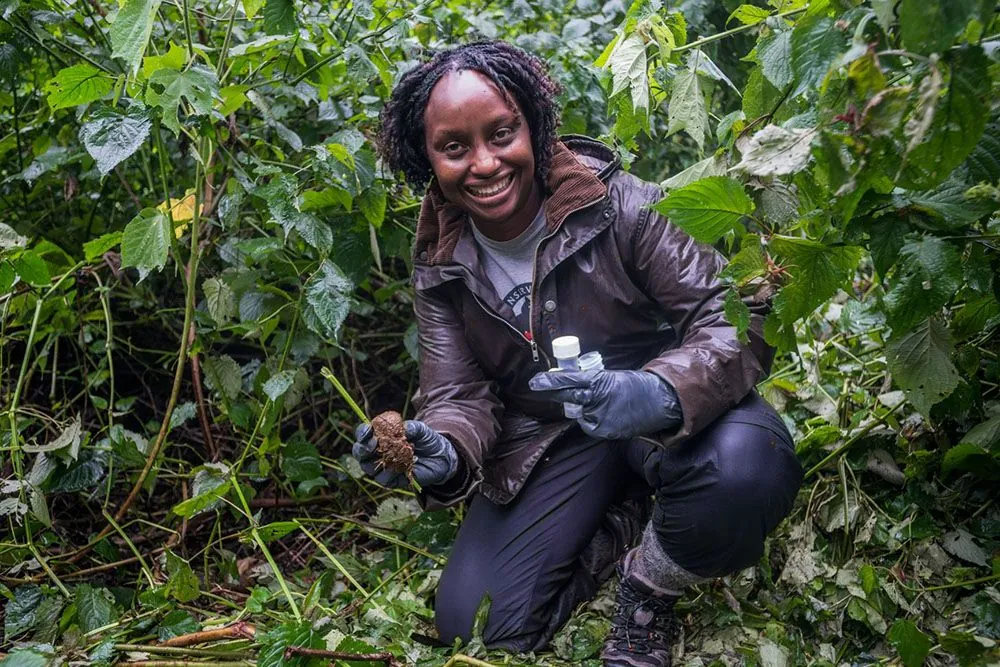 Dr Gladys collecting gorilla fecal samples from Bwindi Impenetrable National Park.