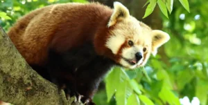 red panda in tree