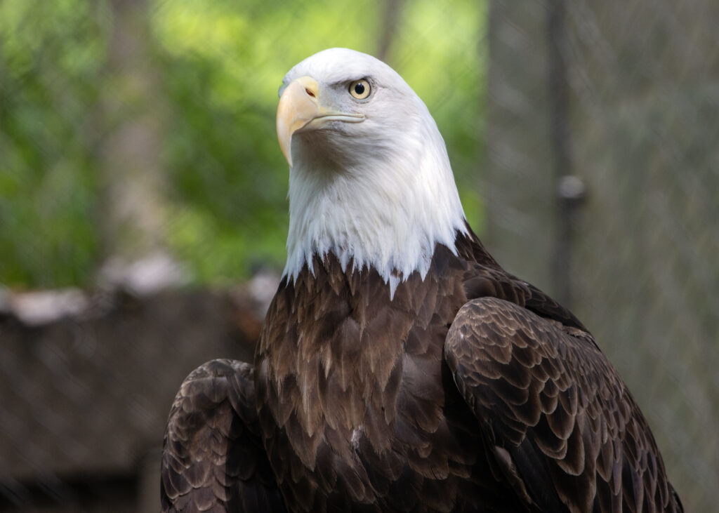 Bald eagle at the Indy Zoo