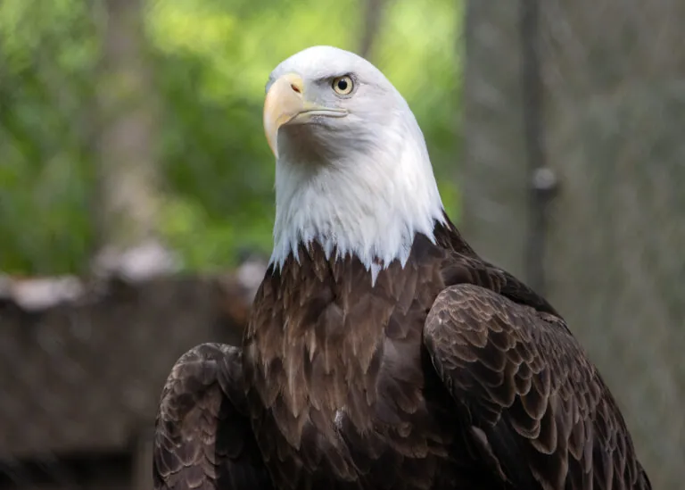 Bald eagle at the Indy Zoo