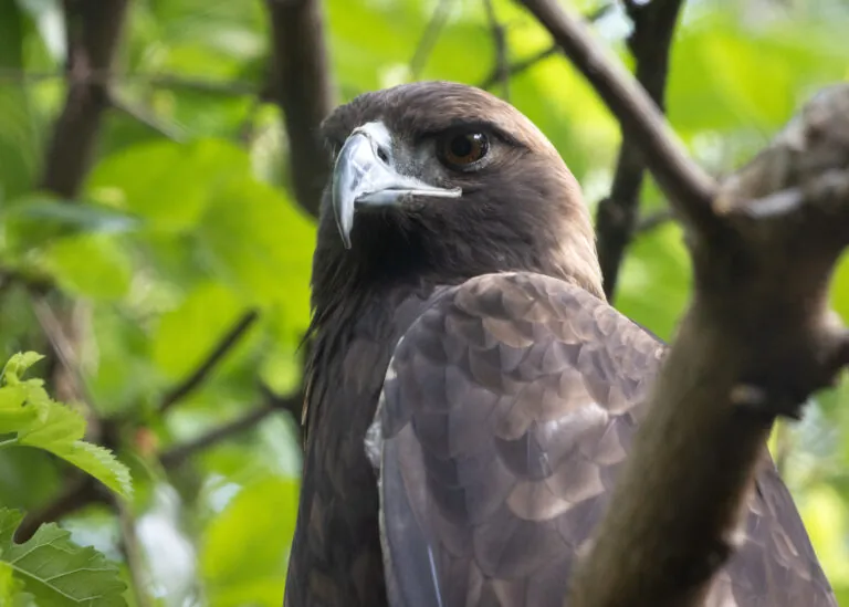 Golden eagle sitting in tree