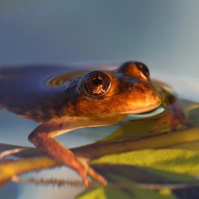 El Rincon Stream Frog with body half submerged in water