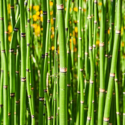 Equisetum hyemale, green shoots of the rough horsetail plant