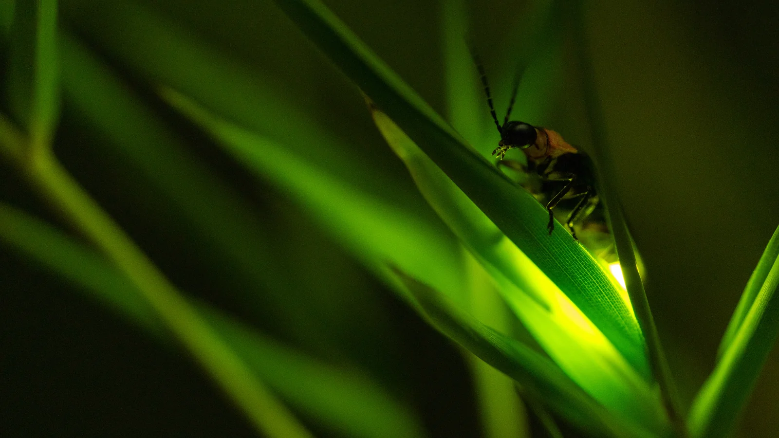 firefly glowing in grass