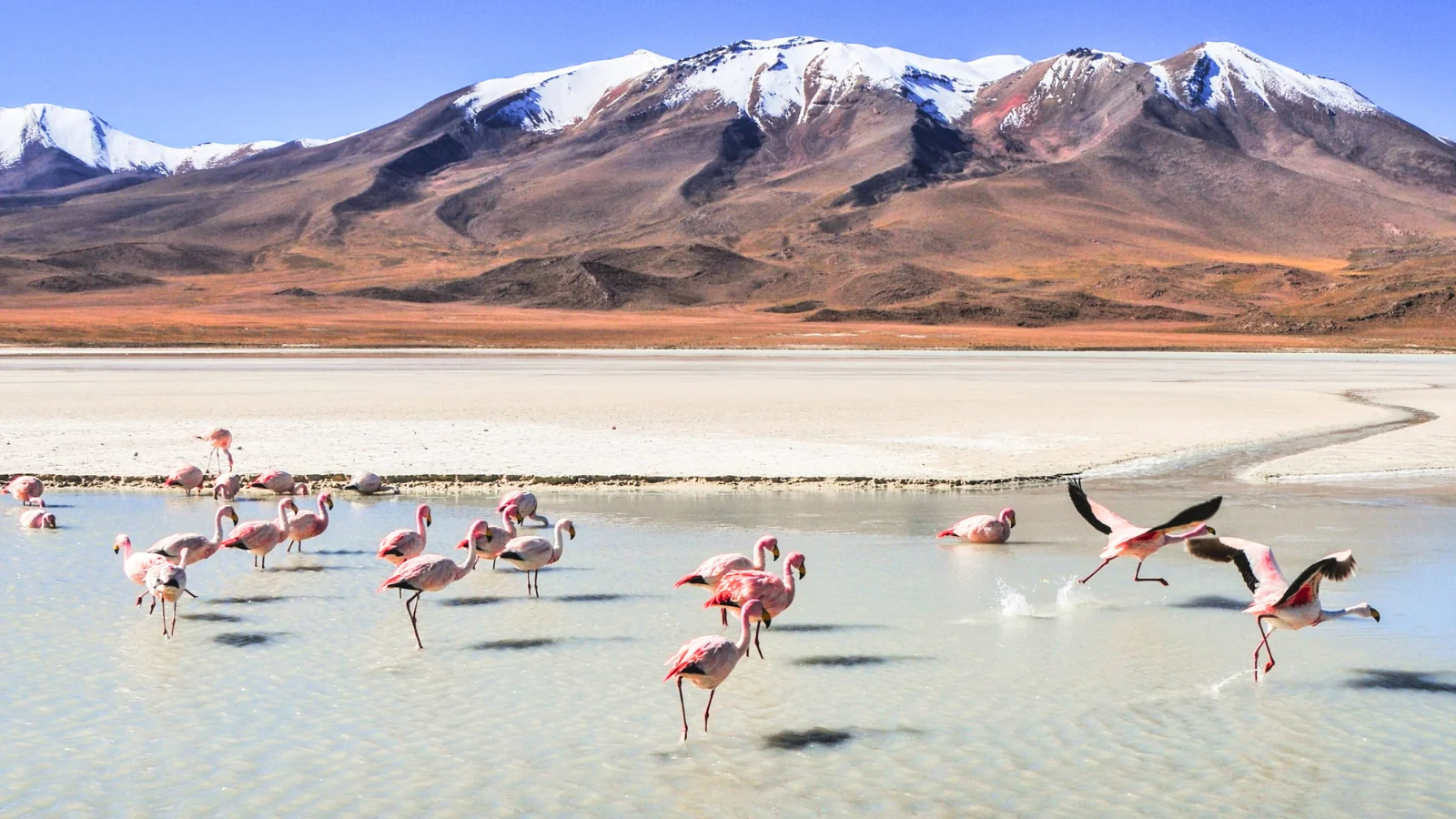 Flamingo Bird Conservation: flamingos on beach