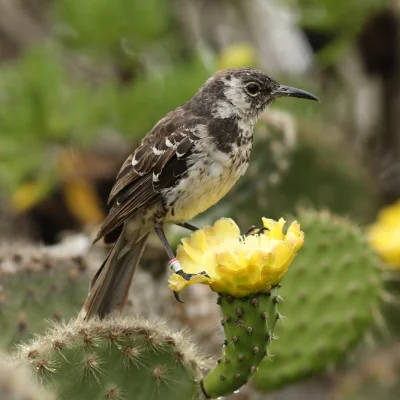 Floreana Mockingbird standing on cactus flower