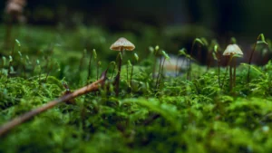 Fungi and Moss