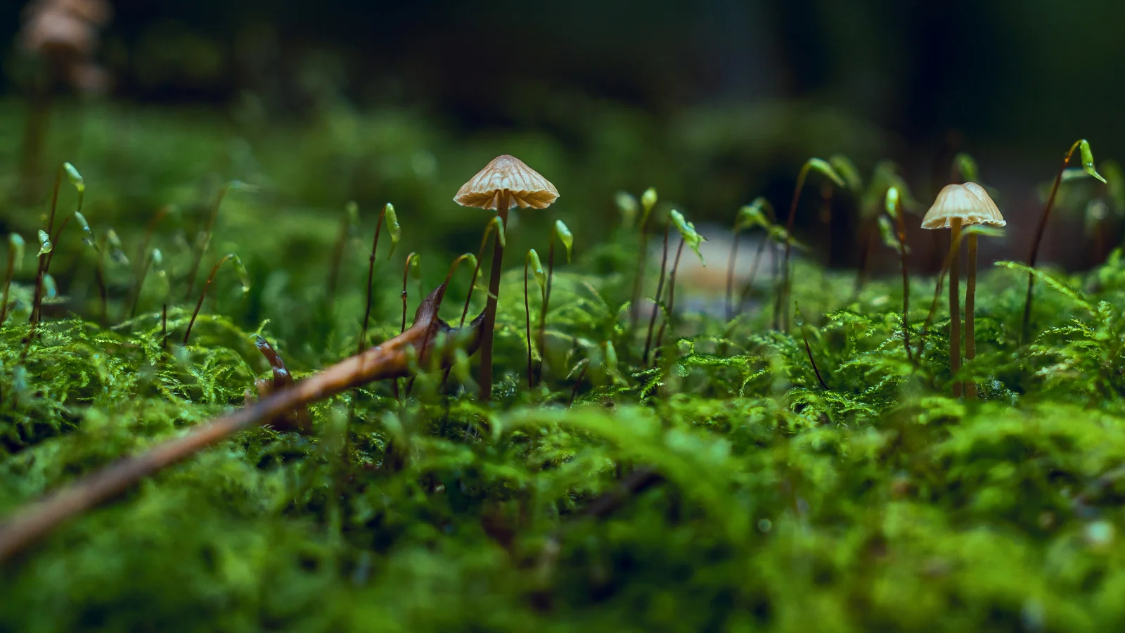 Fungi and Moss