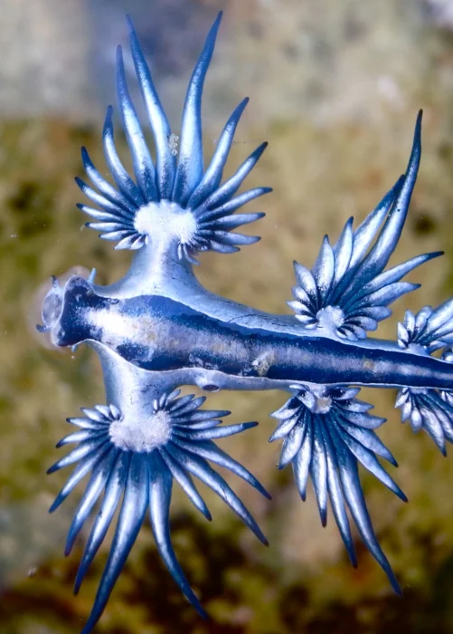 blue sea dragon