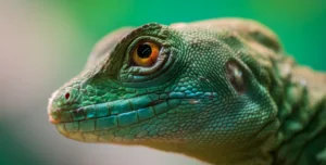 reptile with yellow eye