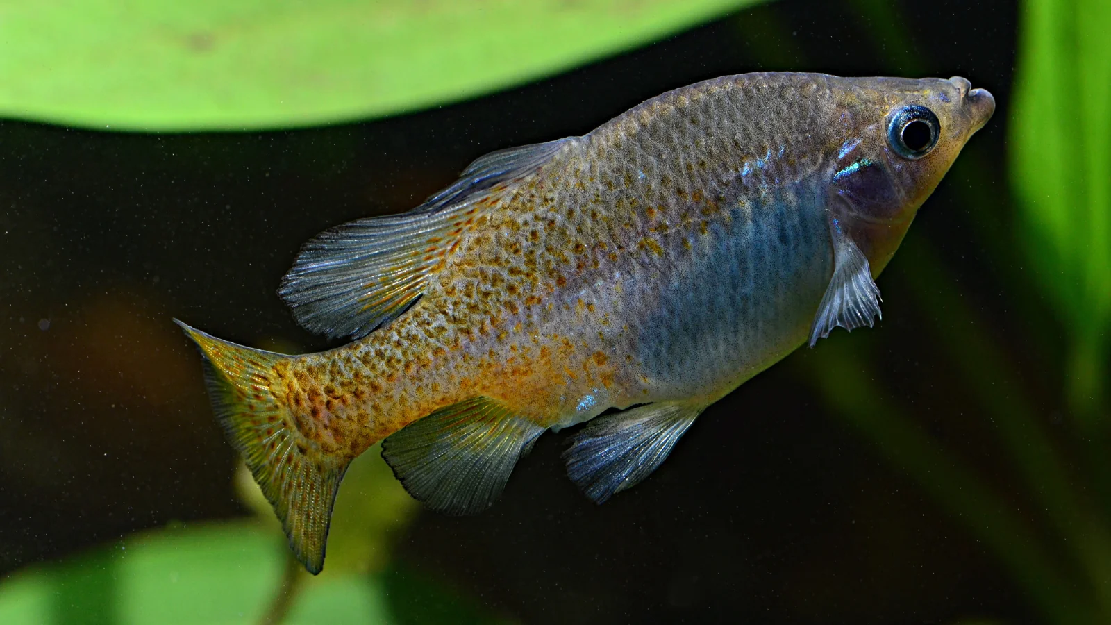 golden skiffia fish in water