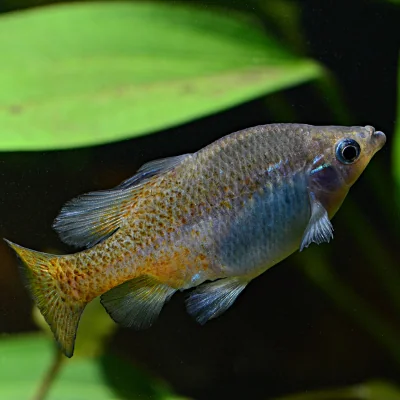 freshwater conservation- golden skiffia fish