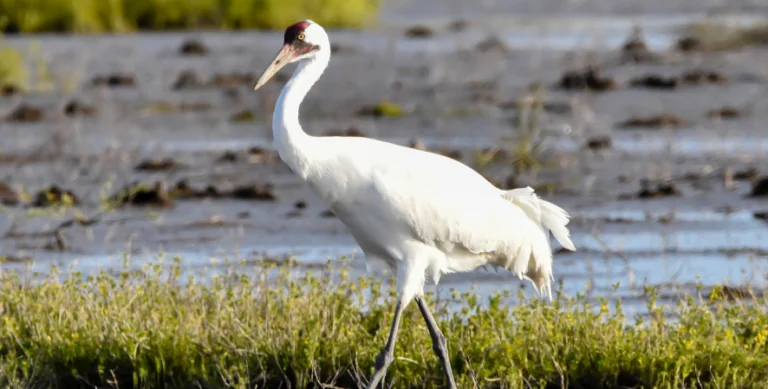 whooping crane walking
